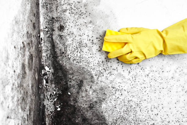 Best Professional Mold Removal  in Glasco, NY