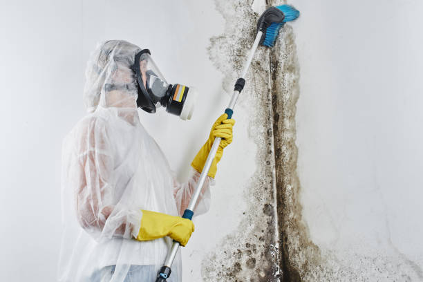Best Mold Removal and Inspection  in Glasco, NY