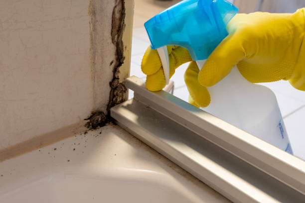 Best Mold Damage Repair  in Glasco, NY