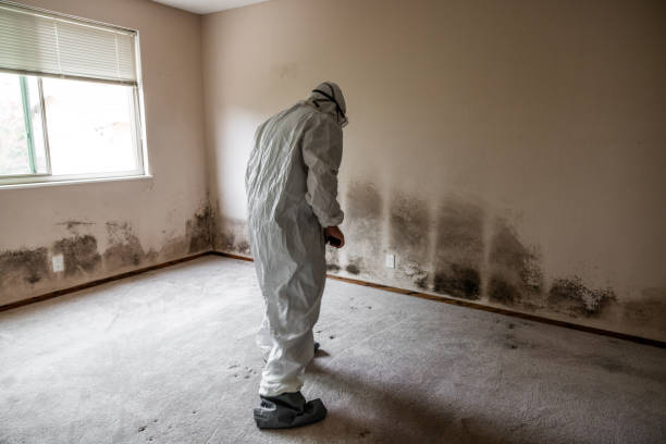 Best Affordable Mold Removal  in Glasco, NY